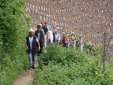 813 Hinten eine "Zahnradbahn" und Neupflanzungen von "Orangen"