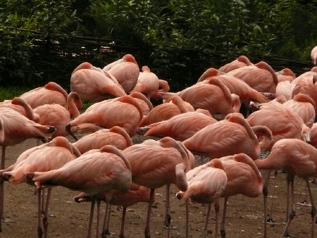 Kopflose Flamingos im Vogelpark Walsrode